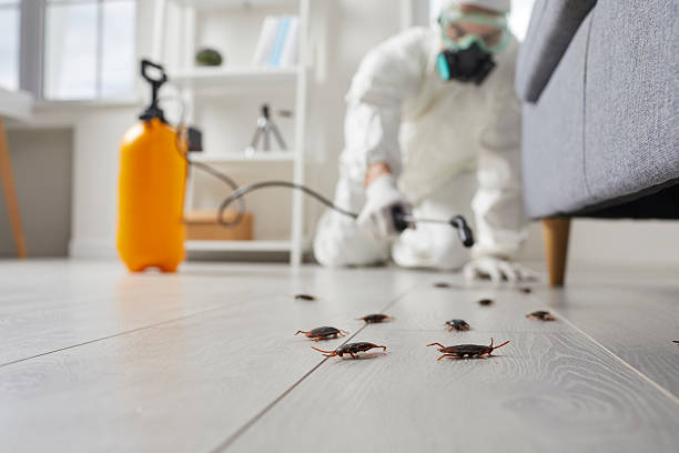 Affordable Termite Control solutions in Anthony, TX